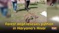 Forest dept rescues python in Haryana's Hisar
