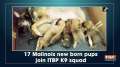 17 Malinois new born pups join ITBP K9 squad