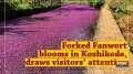 Forked Fanwort blooms in Kozhikode, draws visitors' attention