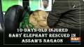 10-days-old injured baby elephant rescued in Assam's Nagaon