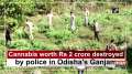 Cannabis worth Rs 2 crore destroyed by police in Odisha's Ganjam