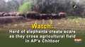Watch: Herd of elephants create scare as they cross agricultural field in AP's Chittoor