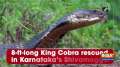 8-ft-long King Cobra rescued in Karnataka's Shivamogga