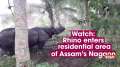 Watch: Rhino enters residential area of Assam's Nagaon