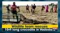 Wildlife team rescues 10-ft long crocodile in Vadodara