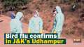 Bird flu confirms in J&K's Udhampur
