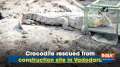 Crocodile rescued from construction site in Vadodara