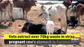 Vets extract over 70kg waste in stray pregnant cow's stomach in Faridabad