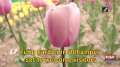 Tulip garden in Udhampur set to welcome visitors
