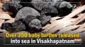 Over 350 baby turtles released into sea in Visakhapatnam