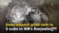 	Snow leopard gives birth to 3 cubs in WB's Darjeeling