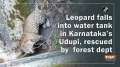 Watch: Leopard falls into water tank in Karnataka's Udupi, rescued by forest dept