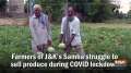 Farmers of JandK's Samba struggle to sell produce during COVID lockdown