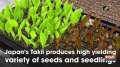 Japan's Takii produces high yielding variety of seeds and seedlings