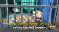 Maharashtra: Forest officials rescue injured leopard