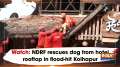 Watch: NDRF rescues dog from hotel rooftop in flood-hit Kolhapur