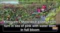 Kottayam's Malarikkal paddy fields turn in sea of pink with water lilies in full bloom 