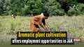 Aromatic plant cultivation offers employment opportunities in JandK