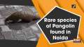 Rare species of Pangolin found in Noida