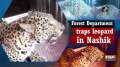 Leopard falls into trap set up by Forest Department in Nashik