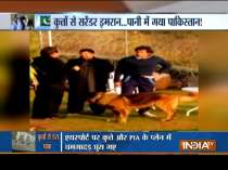 Pakistan: Stray dogs spotted in Islamabad airport