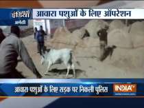 Officials busy trying to catch stray cows and shift them to shelters (watch video)