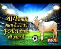 A cow playing football with humans is breaking the internet