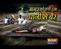 Karnataka: Watch crocodile lands on roof of a house in flood-affected Raybag taluk in Belgaum.