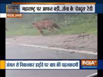 Tiger spotted on highway after water reaches forests in Madhya Pradesh