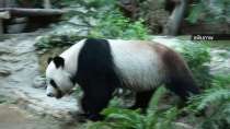 Giant panda dies suddenly in Thai zoo