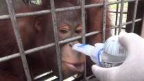 Indonesia forest fires could affect orangutans