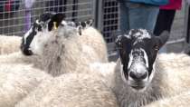 Sheep driven across London in 800-yr-old tradition