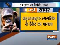 ED attaches chimpanzees, marmosets under money laundering probe in West Bengal