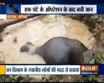 Odisha: Forest officials & locals rescue an elephant which had fallen into Mud