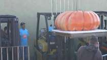 Pumpkin weighing over 2,000 pounds wins big in pumpkin contest