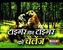 When two tigers clashed in Rajasthan