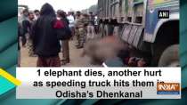1 elephant dies, another hurt as speeding truck hits them in Odisha