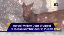 Watch: Wildlife Dept struggles to rescue Sambar deer in Punjab