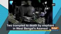 Two trampled to death by elephant in WB