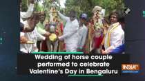 Wedding of horse couple performed to celebrate Valentine