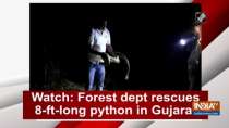 Watch: Forest dept rescues 8-ft-long python in Gujarat