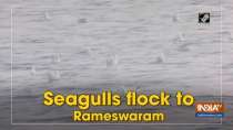 Seagulls flock to Rameswaram