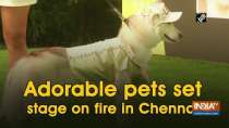 Adorable pets set stage on fire in Chennai