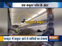 Plane delayed by 30 min after pigeon enters Jaipur bound Go Air flight