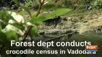 Forest dept conducts crocodile census in Vadodara