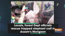 Locals, Forest Dept officials rescue trapped elephant calf in Assam