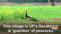 This village in UP