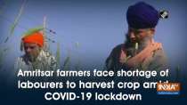 Amritsar farmers face shortage of labourers to harvest crop amid COVID-19 lockdown