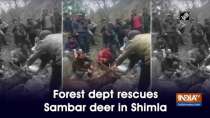 Forest dept rescues Sambar deer in Shimla