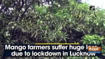 Mango farmers suffer huge loss due to lockdown in Lucknow